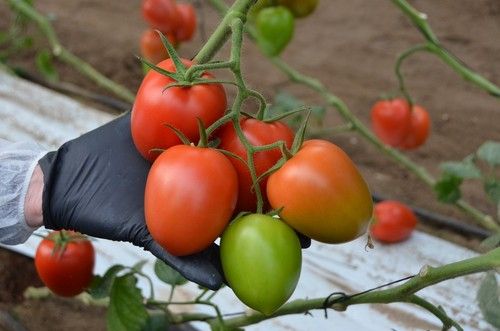 La nueva variedad de HM.CLAUSE llamada Sargento.