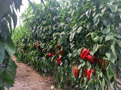 La variedad de pimiento Quijano F1 en la finca de Manuel Collado