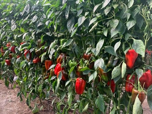 Cultivo de Quijano F1