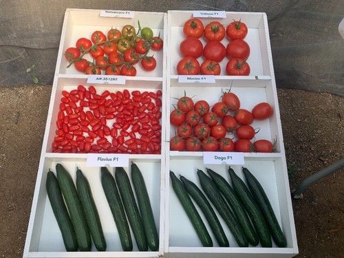 Distintas variedades de tomate y pepino de Ramiro Arnedo