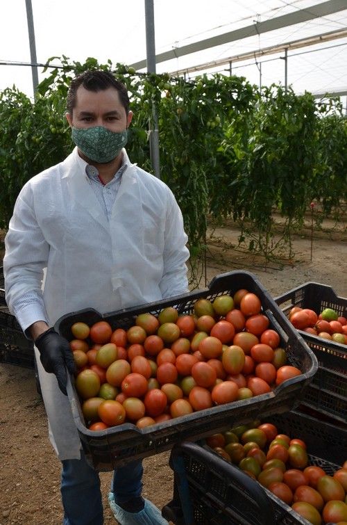 Cobalto es una variedad muy productiva.