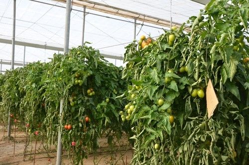 Variedad Cobalto de Zeraim