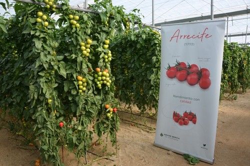Arrecife es, sobre todo, para tomate suelto.