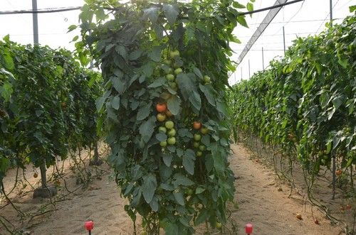 Variedad Arrecife.