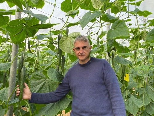 Los frutos de Randall mantienen el acanalado hasta final de ciclo.