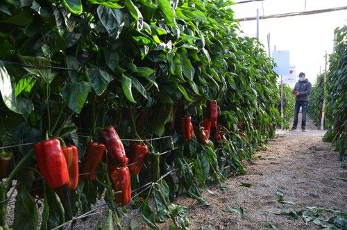 Vortex es una variedad recomendada para la primera quincena de julio.