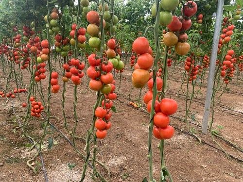 Cultivo de Romancero F1 en una finca de La Mojonera.