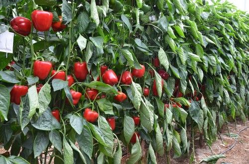 Adianno es para plantaciones de ciclo medio.