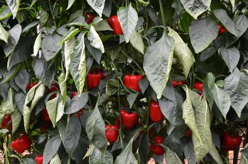 Variedad Churchill