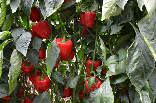 Variedad Maximo para plantaciones tardías de final de julio y primeros días de agosto.