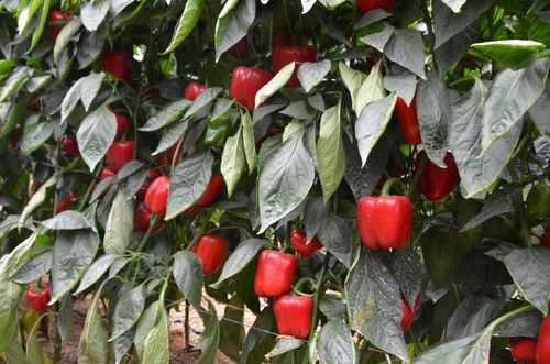 Así es Mottala, para plantaciones medio-tardías.