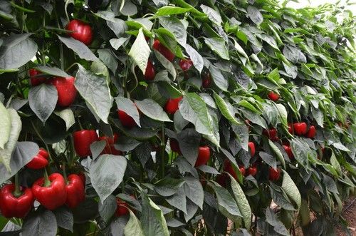 Variedad Pizarro de Zeraim