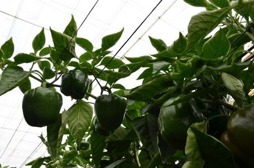 Cuaje en la zona alta de la planta en la variedad Babieca.