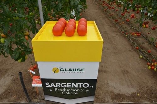 Sargento es un tipo pera destinado a ciclos cortos de otoño y primavera.