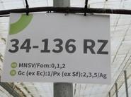 Variedad 34-136 RZ