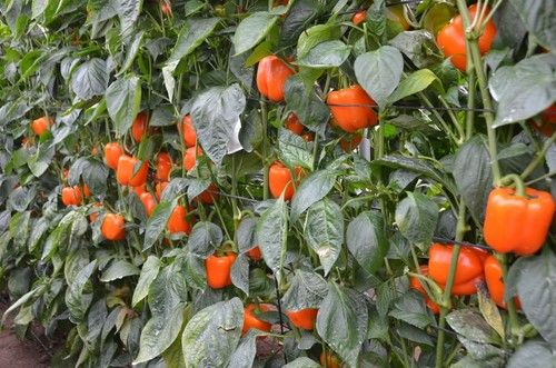 Cultivo de Kuman F1.
