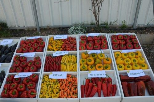 Ramiro Arnedo ofrece todo tipo de variedades de hortícolas para el agricultor.