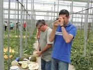 Agricultores probando las variedades de melón de Rjik Zwaan