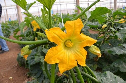 La planta de Homero es de fácil manejo.