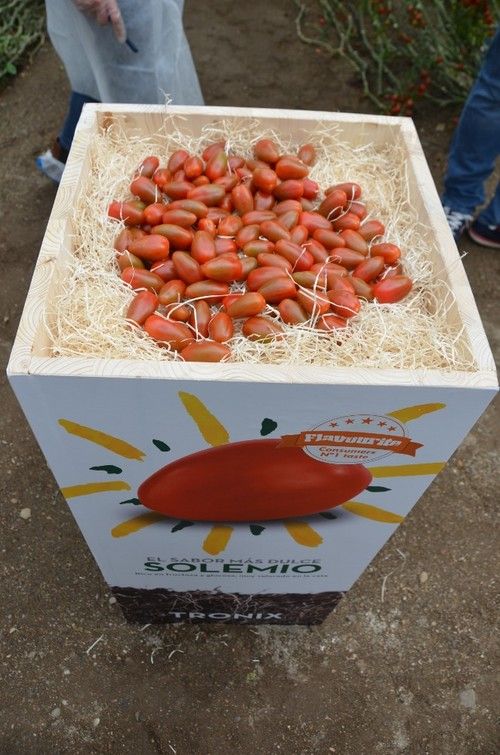 Solemio es una de las variedades que cumplen en estándar de sabor de Flavourite.