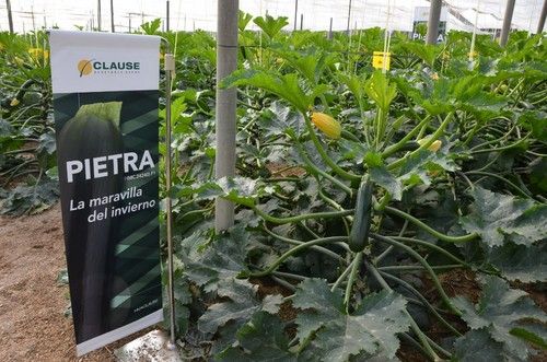 De Pietra destaca su buena conservación postcosecha.