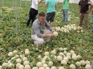 Alberto Domingo abriendo un melón cantaloup