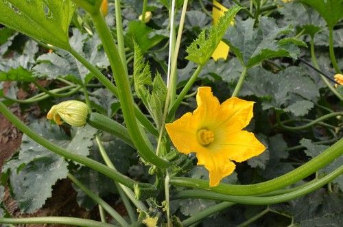 La planta de Pietra es de vigor medio-alto.