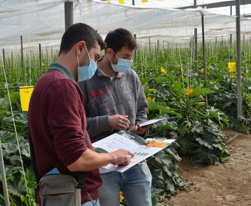 Analizando el documento con los estudios de producción y vida útil de Pietra.