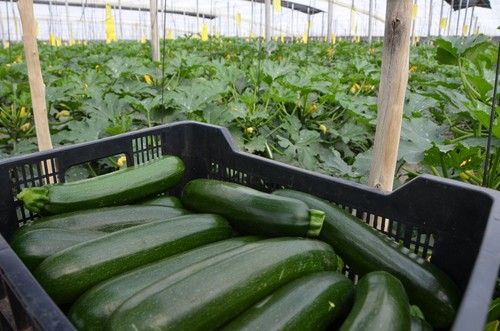Cardano es para plantaciones de mediados de noviembre y todo diciembre en el Poniente.