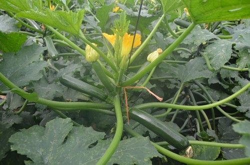 Homero tiene una planta con fácil adaptación al invierno.