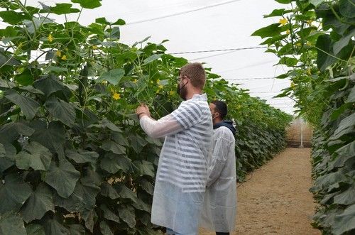 Agricultores viendo la planta de Huracan RZ
