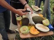 Degustando, a pie de campo, los diversos tipos de melón