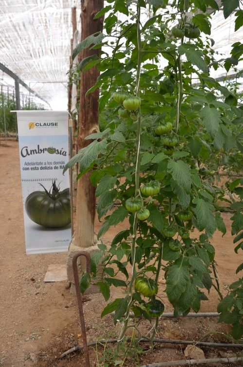 Detalle de una planta de la variedad Ambrosía.