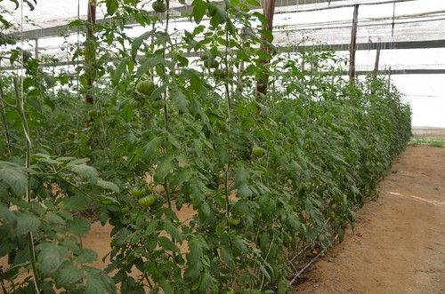 Alta producción y precocidad son dos señas de esta variedad de HM.CLAUSE.