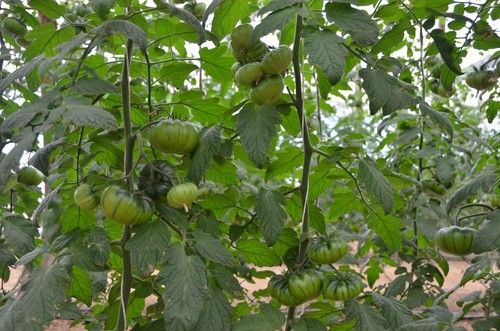 La planta presenta vigor medio-alto.