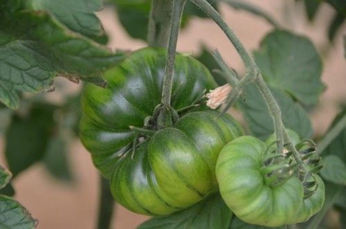 El fruto tiene gran conservación