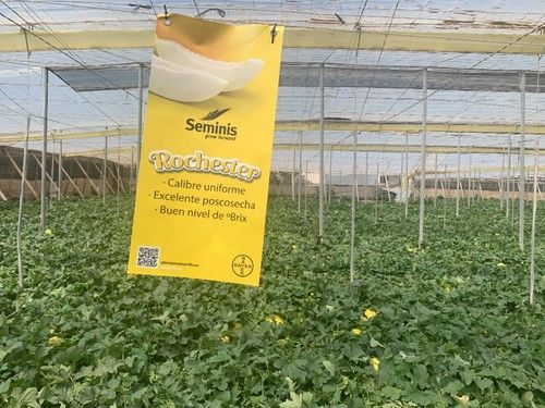 Cartel de Rochester en las jornadas organizadas por Seminis en una finca del agricultor Manolo Rodríguez.