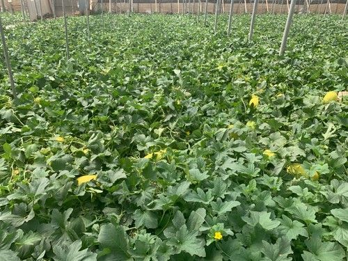 Cultivo de Rochester.