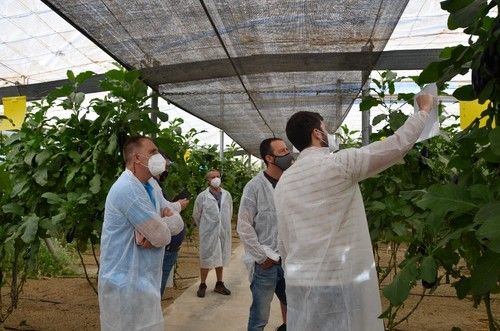 Pepe Jiménez, de Rijk Zwaan, también atendió a un grupo de agricultores muy interesados en esta variedad