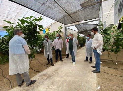 Son numerosos los agricultores que se interesan por este berenjena sin pelo, incluso llegan de otras provincias para ver el cultivo in situ