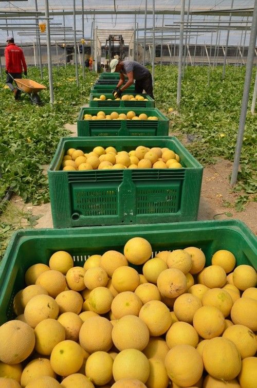 Calima es un melón muy productivo.