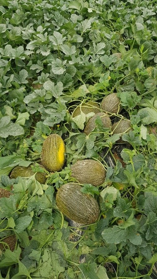 Valdemar es una variedad para plantaciones desde mediados de febrero a mediados de marzo.