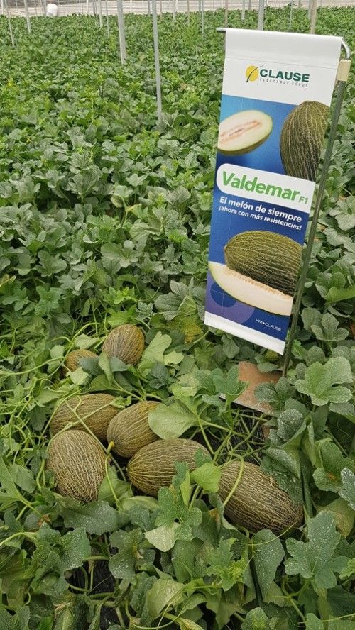 Es una variedad muy productiva.