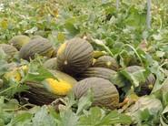 Melón piel de sapo de calibre idóneo