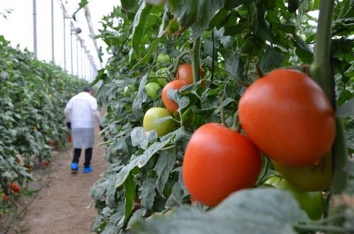 El peso medio del fruto de Sargento es de 170 gramos