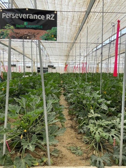Comparativa entre Perseverance RZ, izquierda, y un cultivo testigo, derecha