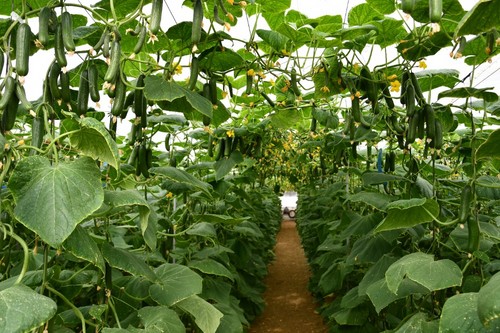 Espectacular cultivo de pepino mini de Top Seeds Isidro