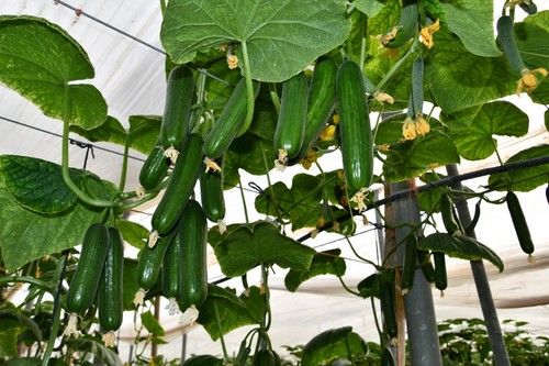 Cultivo de pepino mini de Top Seeds Isidro.