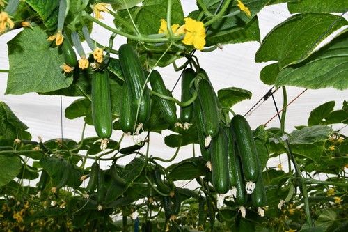 Frutos de Isidro.