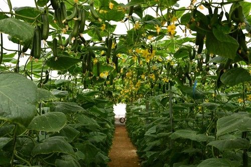 Cultivo de Isidro.